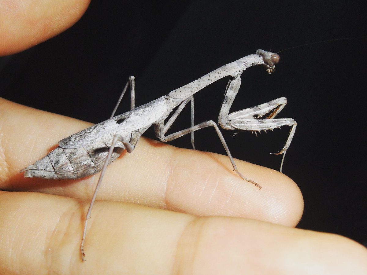 RiazLaskar3's tweet photo. #Mantis https://t.co/ZgwL9cplXK