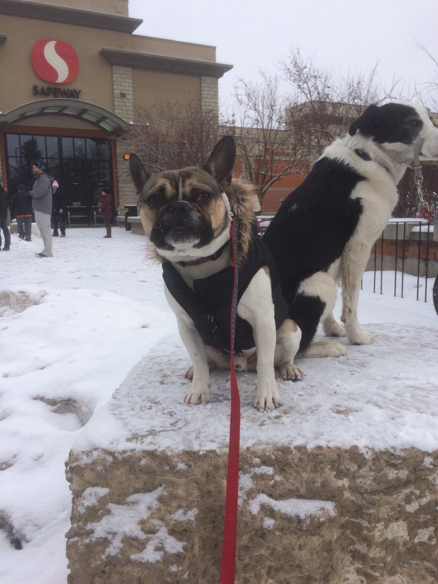 DoggosOfYyc's tweet photo. Worked on some stays in the snow at @CleverCanines class this morning! 💪 https://t.co/uhmIIzbthQ