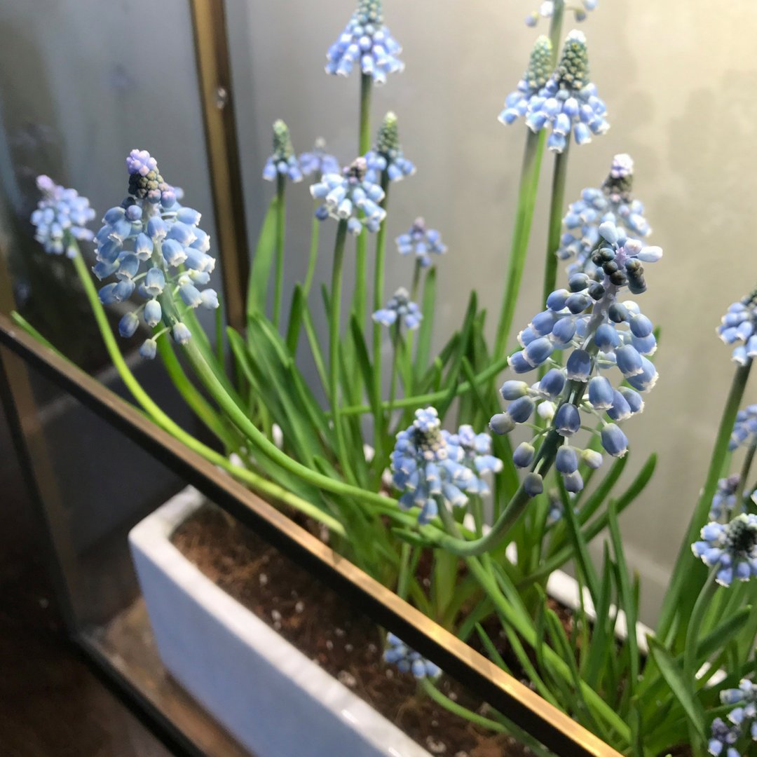 modsprout's tweet photo. Spring has sprung at our co-founders Sarah and Nick’s house with these beautiful, grape hyacinths displayed in a Modern Sprout Growhouse. You can find hyacinths and other blooming flowers now at your local garden center and bring them indoors. https://t.co/NfPF1gPwlp #growandtell https://t.co/HFDbFt41E7
