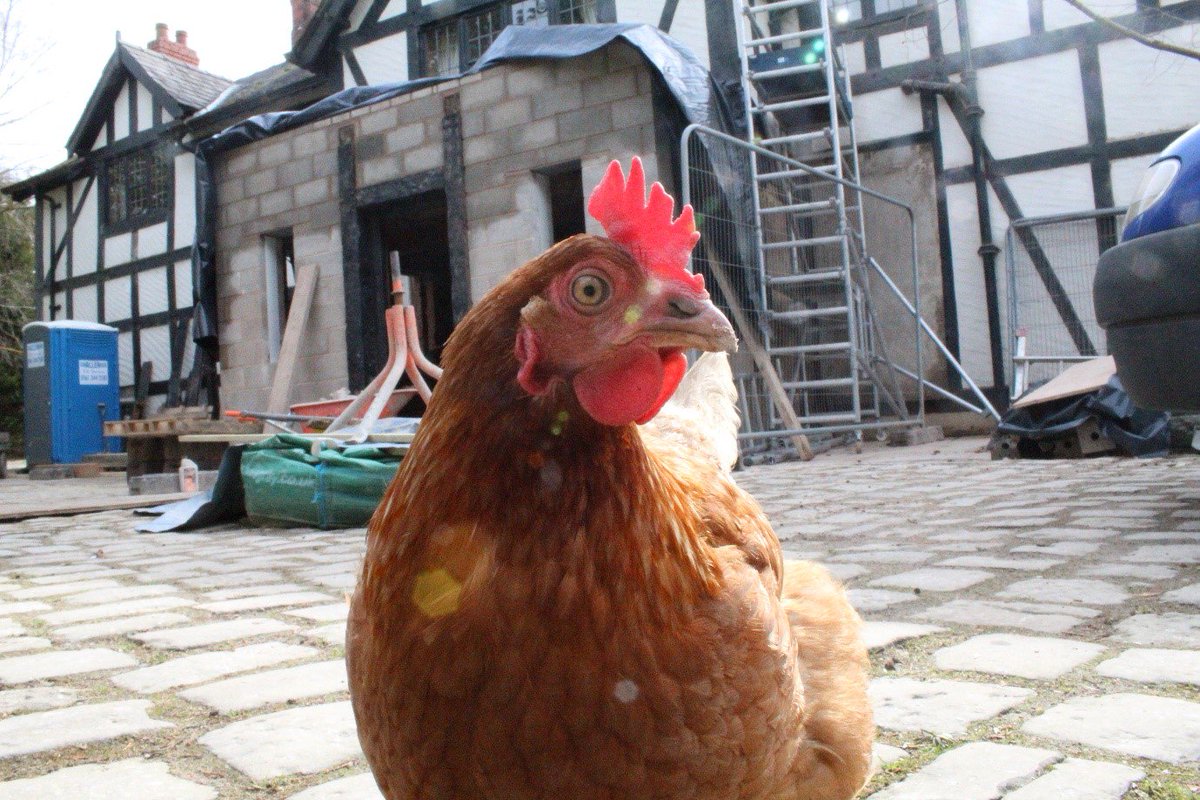 Visited one of our sites this week and had an unlikely visitor... Who knew Chickens were so in love with construction!? I think we have solved that age old question -  Why did the chicken cross the road...?