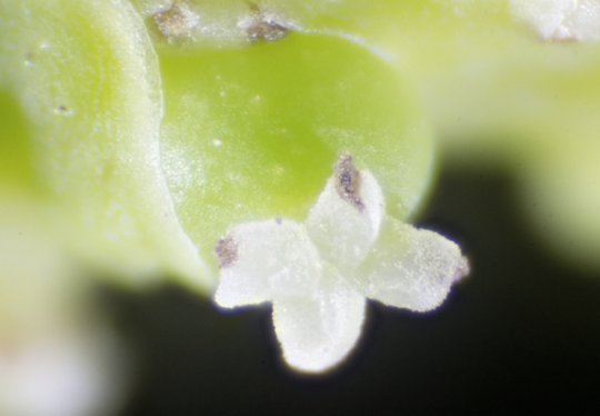 Black pepper flowers!