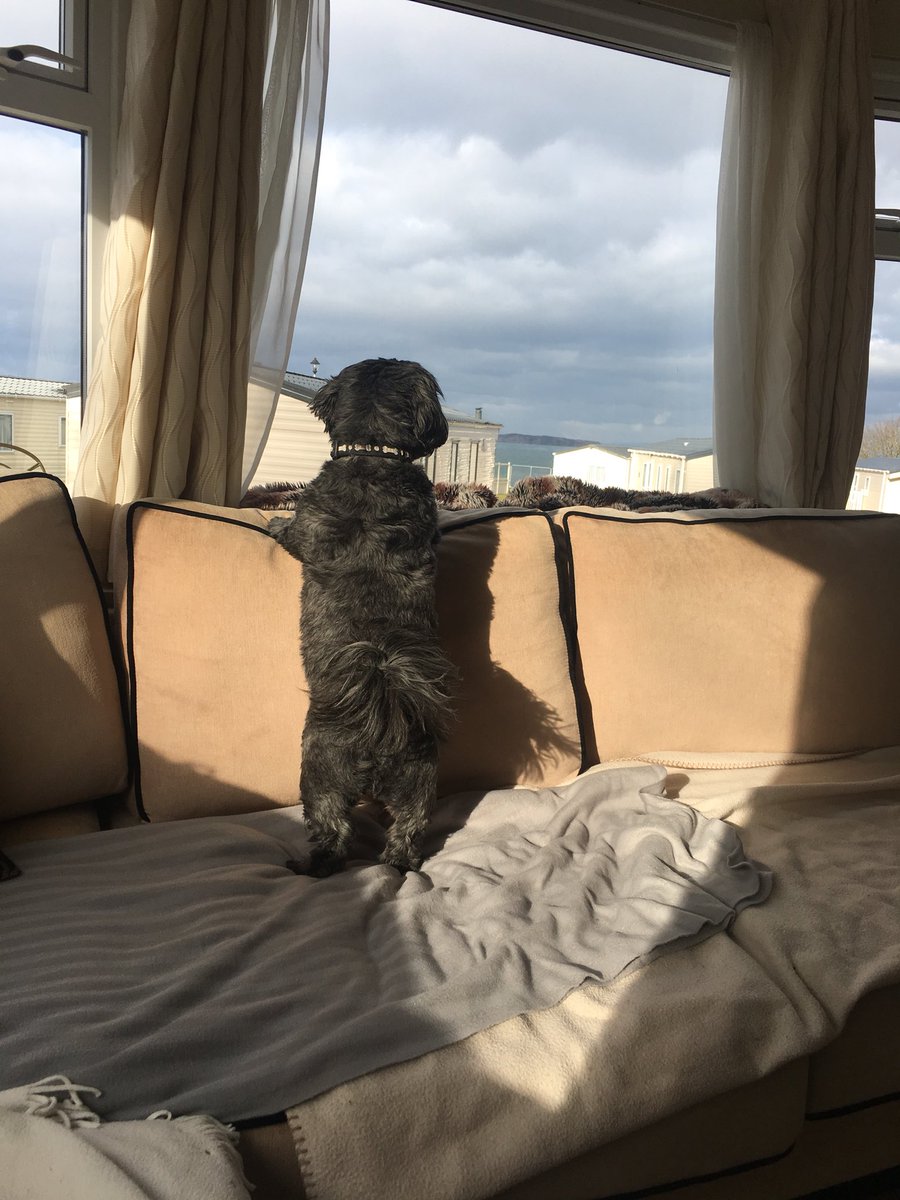 siobhanmcguigan's tweet photo. Glad our site is safe with such stringent security #atlanticview #meercatshihtzu #youlookingatme https://t.co/GiJhgQ3H5O