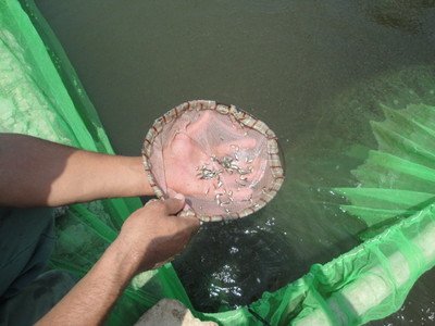 الأفكار والابداع ليس له حدود
-مشروع مزرعه سمكيه منزلى صغير لتربية الاسماك بفكره بسيطه وغير مكلفه لاحواض تربية الاسماك باحواض خشب مبطنه بمشمع بلاستيك لانتاج 20 كيلو سمك بالمتر والاحواض مقاسات مختلفه حسب رغبتك لكنها فكره رائعه وتنفذ بسطح المنزل او حوش المنزل