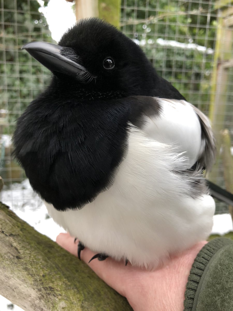 breesophiebree's tweet image. FLOOFMAX