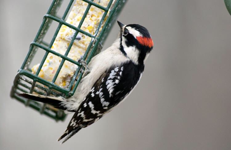 CutestBirds's tweet photo. Downy woodpecker getting a snack 🌿

#bird #birds #birding #birdwatching #wildlife #nature https://t.co/MWhMcNDQUl