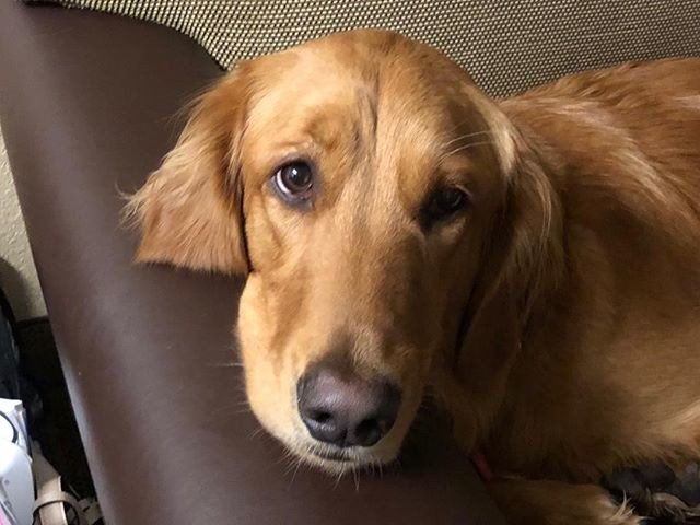 myfriend_bella's tweet photo. I’m ready to go play!
#dogs #golden_retriever #animals #pets #adventure #travel #America https://t.co/WZMOoa6LX8