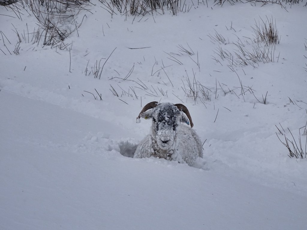 She’d strayed from the flock and we missed bringing her down from the moor yesterday but fortunately today the lost sheep is found. ❄️❄️❄️🐑❄️❄️❄️

#blizzard #snow #parable