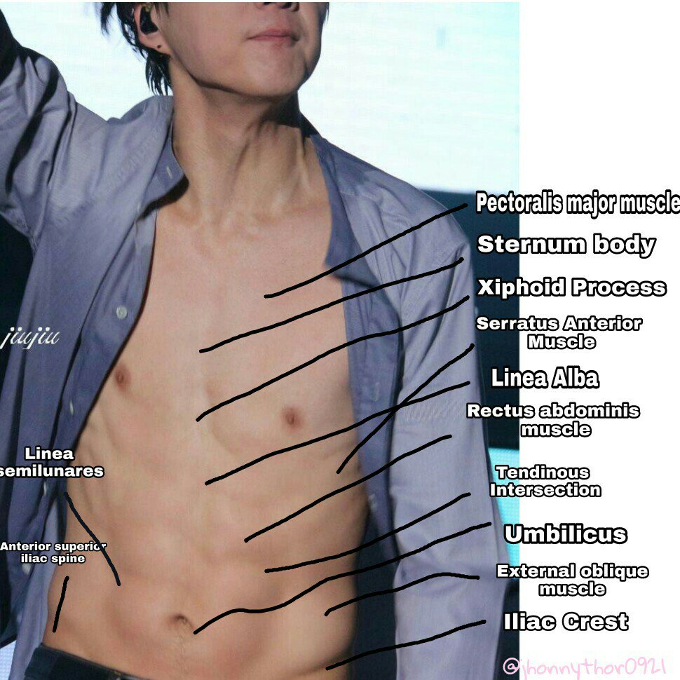 8. Abdomen (Kang Version)My most favorite one so far. I literally labeled almost all the superficial parts of abdomen 