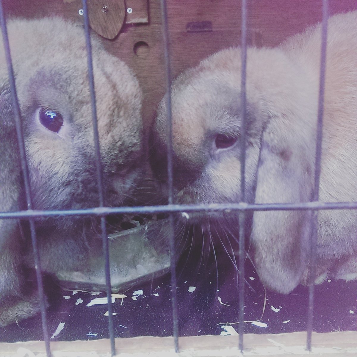 treecle442's tweet image. Pretty girls🐰🐰xx