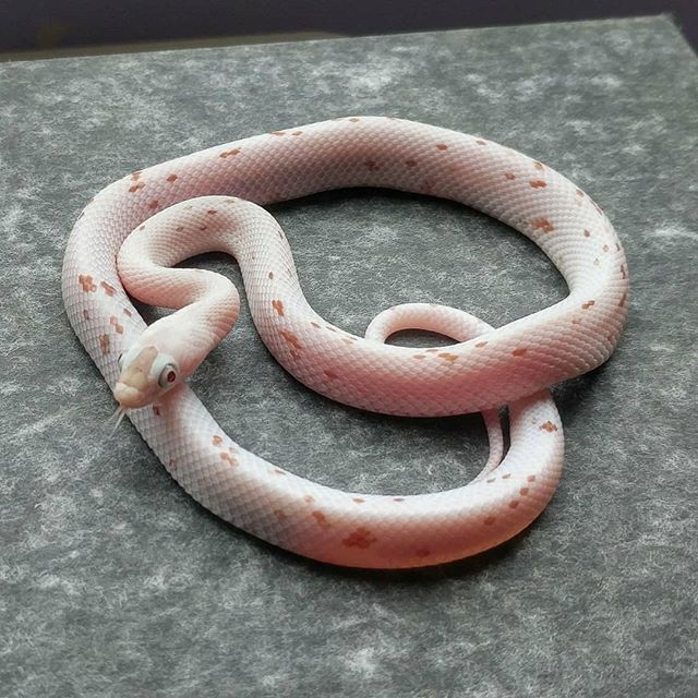 AndyByers21's tweet photo. Hypo Cinder Palmetto male CB17 AVAILABLE. £1500. Free delivery in the UK or to Hamm/Houten.
#cornsnake #dangernoodle #snake #cornsnakemorph #cornsnakes #cornsnakesofinstagram #exotics #snakes #snakesofinstagram #snakelover #snakeupcall #snakemorph #pets… https://t.co/9QnLLGld2x https://t.co/ElTeonRroN