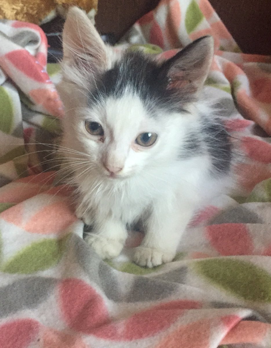 Hermoso gatito busca un hogar. El y su hermanito fueron abandonados en el jardín de mi casa. No me lo puedo quedar ya que tengo 3 gatitas más. Tiene alrededor de un mes y medio, es muy juguetón y cariñoso, come solito y sabe usar su arenero.