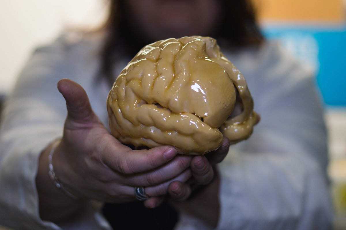 LibertySciCtr's tweet photo. Have you ever wondered why the zombies on #TheWalkingDead are so mean? It's because they have a damaged amygdala in their brains! Learn more: https://t.co/BsxYCyBQXg #ZombieScience #TWD https://t.co/4uHgiok4Gx