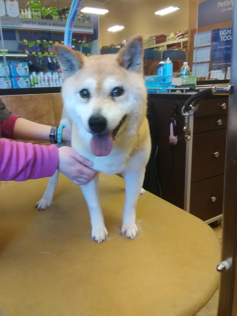 Chloe #2233 #furminatorbath #northeastgrooming #cny