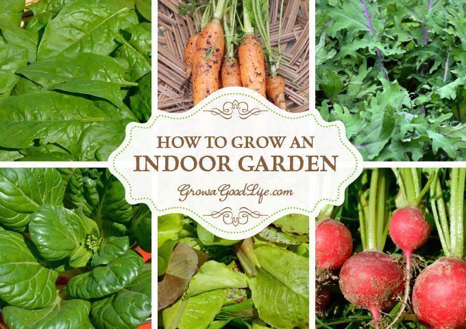 GrowaGoodLife's tweet photo. Whether you are craving fresh harvests during the winter or live in an area without gardening space, you can grow edibles in your own indoor #garden. https://t.co/68Lu9mgDoQ https://t.co/XrgGiOrFZg