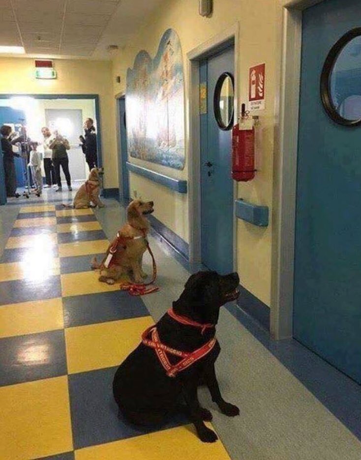 Dogs waiting to enter the hospital rooms of sick children for animal therapy time.