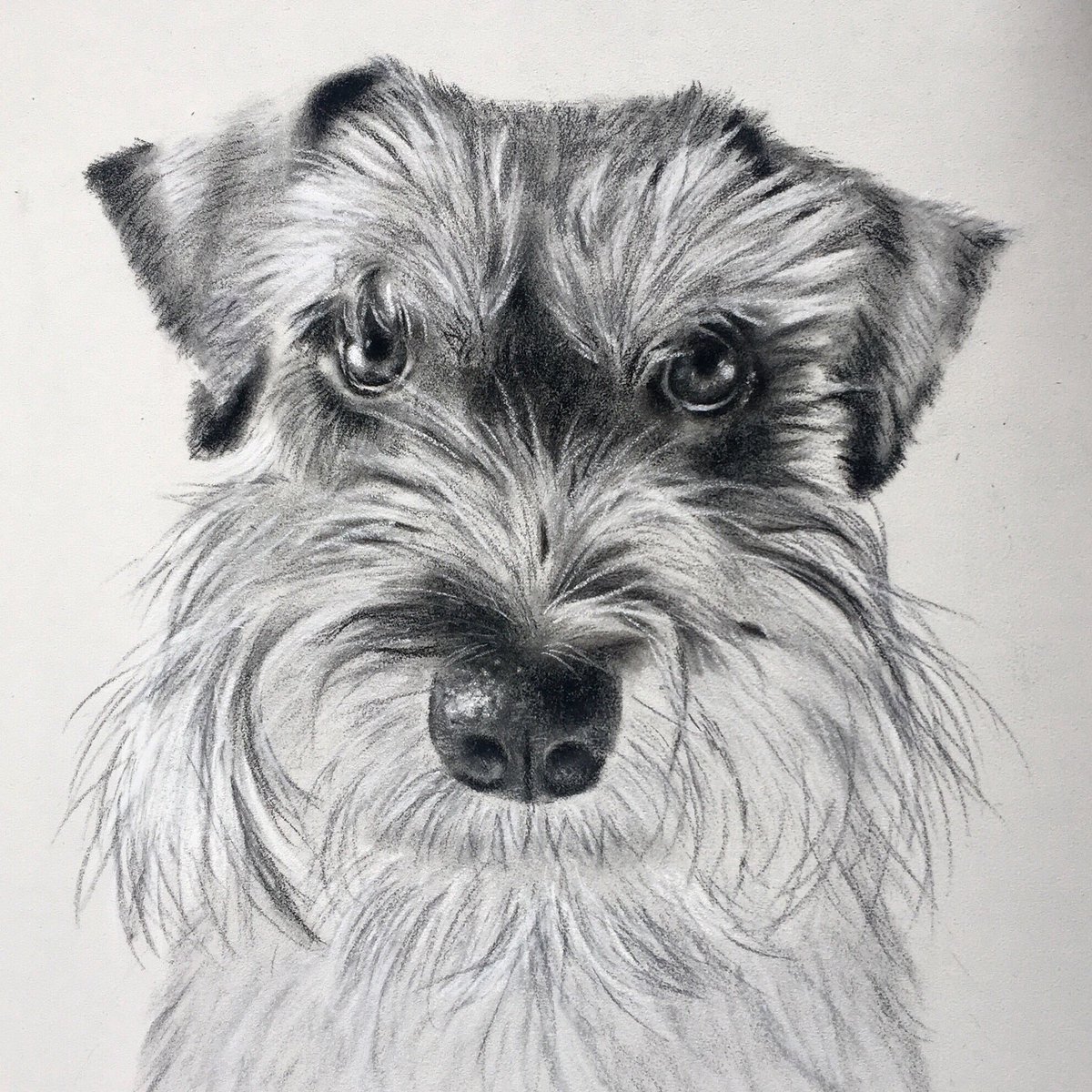 Black/white sketch of the lovely Ludo the #schnauzer. #petportrait #dogart #dogsofliverpool