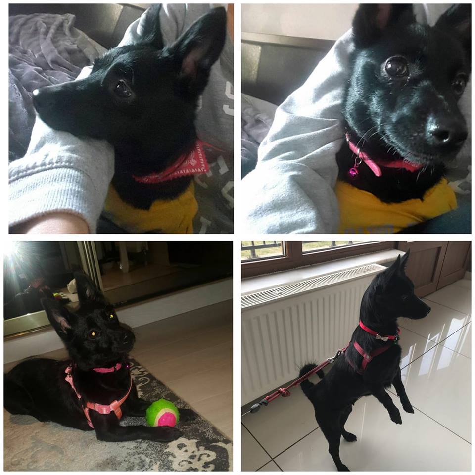 ANKARA / MİNİCİK VE TERK EDİLMİŞ CAN #YuvaArıyoruzzzz 
541 684 47 38

Rus finosu. 2 yaşıda .dişi. Adı zeytin. kısır. 6-7 kilo civarinda  facebook.com/evkopegi/photo…