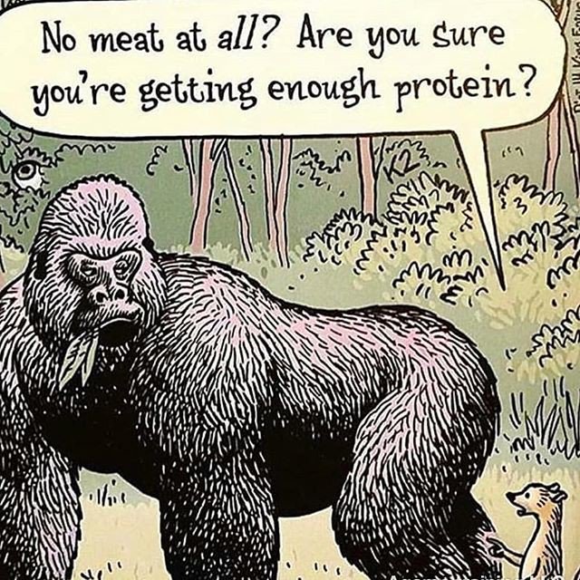 BBennettPT's tweet photo. Reposting @r_technique_: - via @Crowdfire 
#healthtipthursday #vegan #diet #nutrition #bodyfat #personaltraining #personaltrainer #weightloss #gainz #muscle #fat #exercise #fitness  #healthandwellness #healthandfitness #cleaneating #healthylifestyle #healthyeating #healthyfood https://t.co/0DZDBZu2Fw