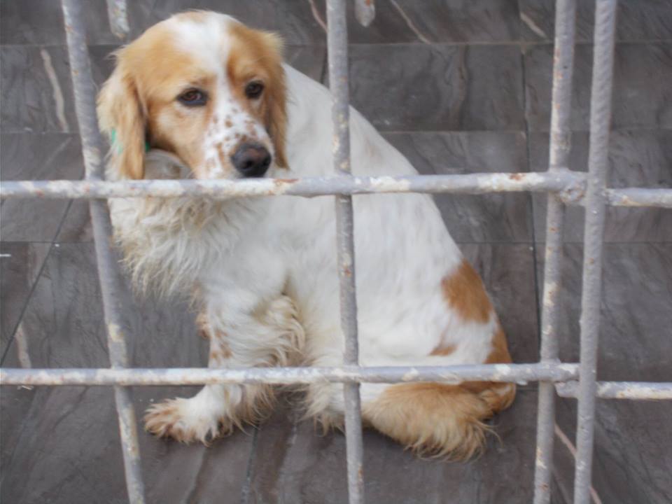 İZMİR / URLA 05057767403 // BU MİNİK YÜZÜ GÜLDÜRECEK BİR KURTARICI  #YUVA ARANIYOR.. facebook.com/evkopegi/photo…