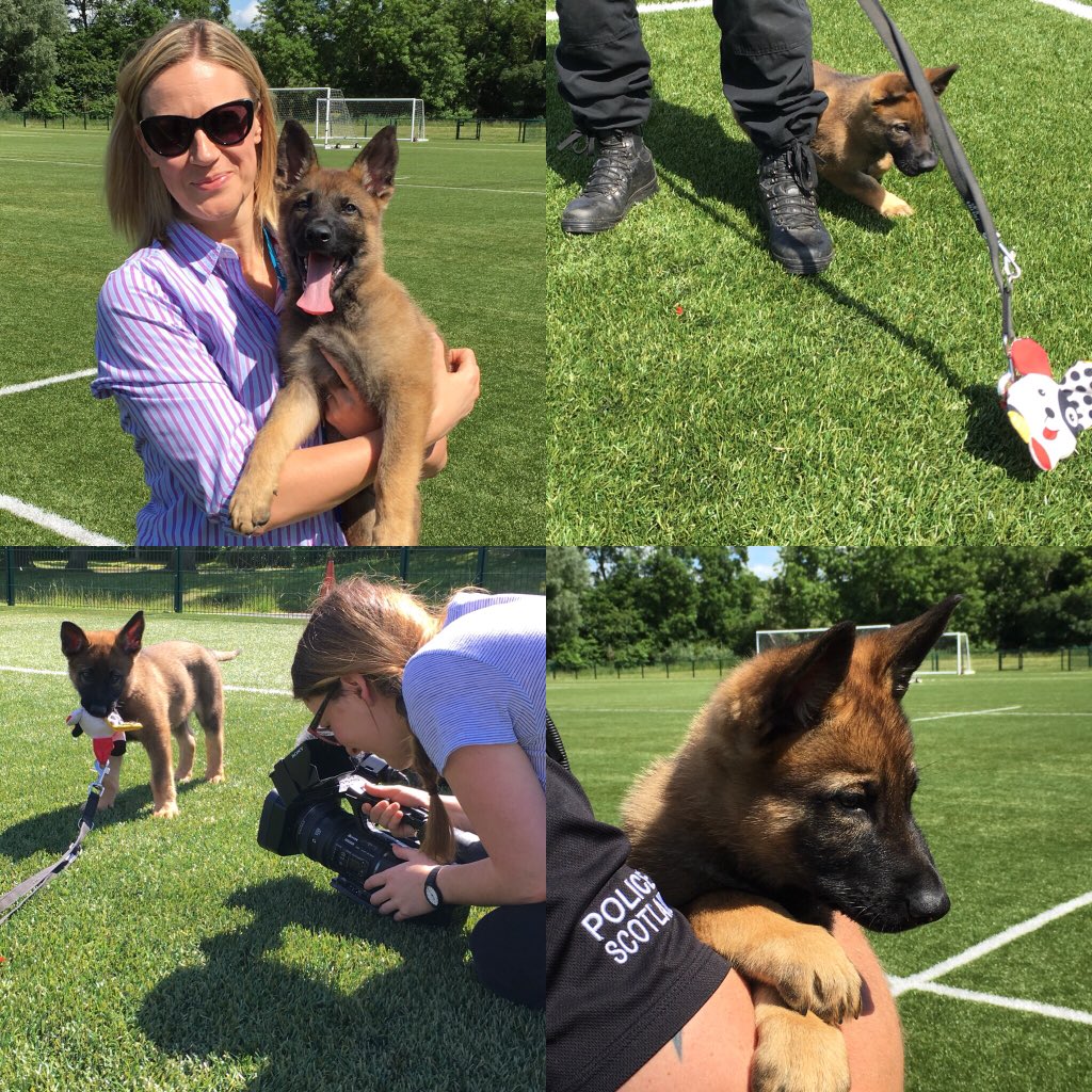 MorvenMcPherson's tweet image. I spent a great afternoon with Chase (who was becoming a Media starlet) and his handler in June 2016 just after he arrived with us 😍 #PDChase #PolScotDogs #TopDogs