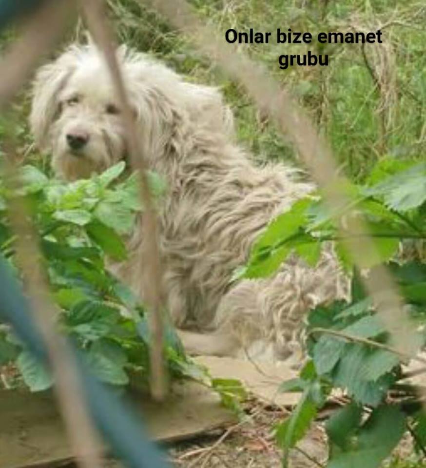 İSTANBUL / BEYKOZ // MİNİK BİR TERRİER, SOKAKTA !!!
MUHTEMELEN TERKEDİLMİS !!!
#ACİL ÖMÜRLÜK #YUVA BEKLİYOR

0535 485 5218  facebook.com/evkopegi/photo…