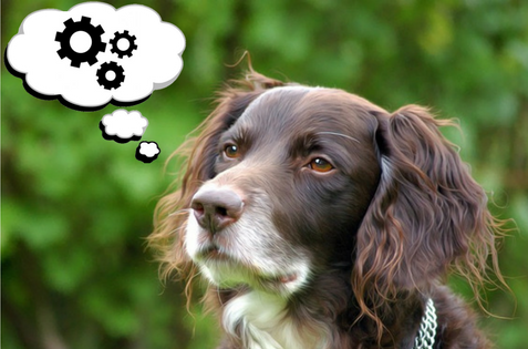 laicucan's tweet photo. ¿Se parecen los #sentimientos de nuestra #mascota a los nuestros? ¡Descúbrelo aquí!
#perros #gatos #comportamiento https://t.co/Rgn7ZuzEcM https://t.co/6eh4vQjVVS