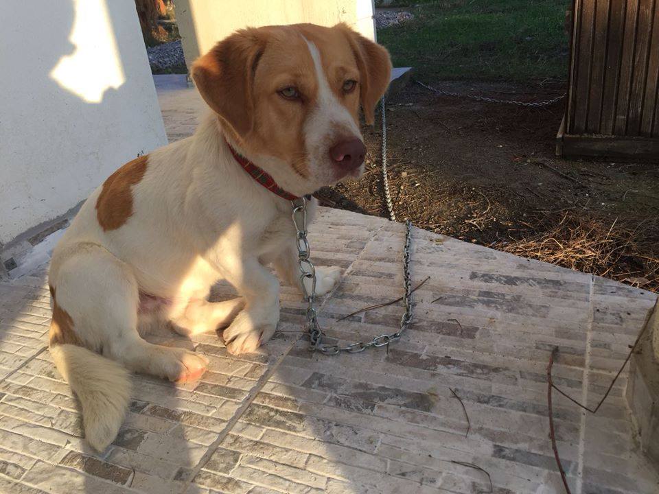 #KAYIP!!! İZMİR / URLA // KUŞÇULAR MAHALLESİ - ONURKENT SİTESİ CİVARINDA KAYBOLMUŞTUR.
PAYTAK' IN EN BELİRGİN ÖZELLİĞİ ÖN BACAKLARINI DIŞA DOĞRU BASMASIDIR. BULAN YA DA GÖRENLERİN ARAMASI RİCA OLUNUR.

0 532 634 72 92
0 533 556 99 57.facebook.com/evkopegi/photo…