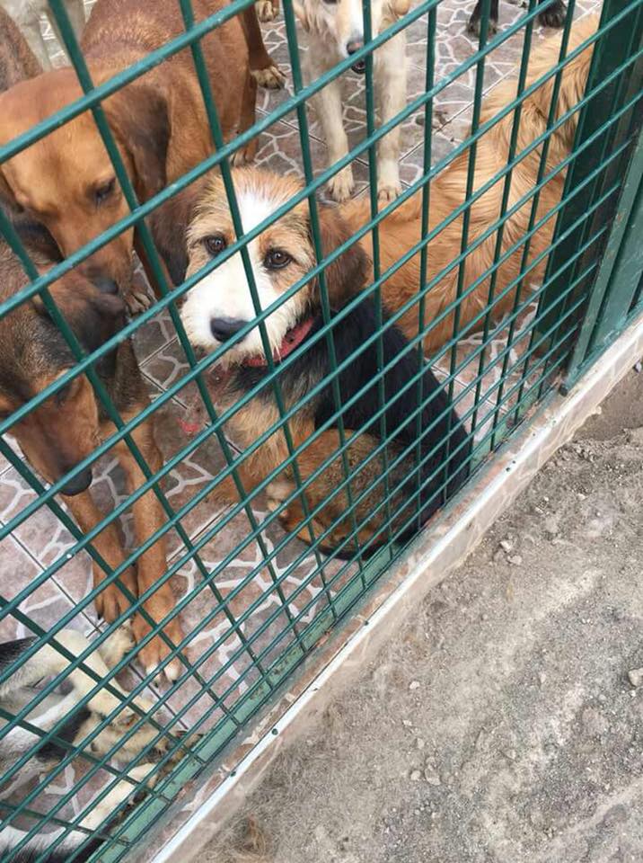 TRABZON // BÜYÜK KÖPEKLERİN ARASINDA, BARINAKTA BİR UFAK IRK EVLAT.. NE YEMEK KAVGALARINDA KENDİNİ KORUYABİLİR NE DE HASTALIKLARDAN.. #ACİL #YUVAARIYORUZ 
0533 5120494  facebook.com/evkopegi/photo…