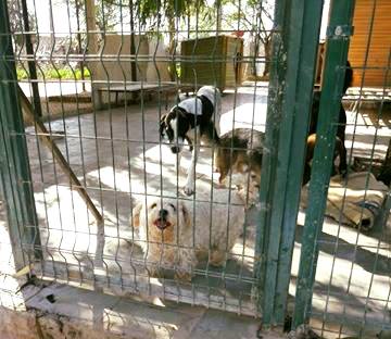 AYDIN / DİDİM // BU GÜLER YÜZLÜ ÇOCUK DA BARINAĞA TERK EDİLDİ.. YÜZÜ SOLMADAN YUVASI OLSUN #ACİL #YUVAARIYORUZ 
05378502456  facebook.com/evkopegi/photo…