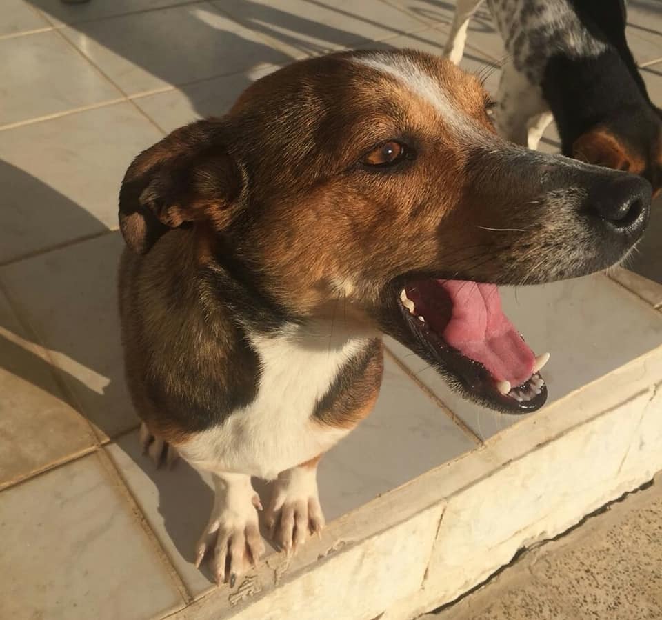 İZMİR / BARINAKTAN GEÇİCİ YUVAYA ALINAN BEAGLE MELEZİ KIZIMIZIN ARTIK ORADAN ALINMASI GEREKİYOR. #ACİLYUVA BULUNAMAZSA TEKRAR BARINAĞA DÖNECEK :((

0538 321 6581  facebook.com/evkopegi/photo…