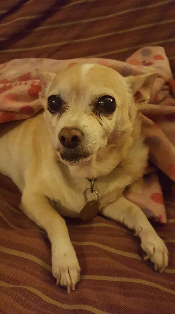 rpulido721's tweet photo. Glad my mommy is home from CUE. #Dogsofcue https://t.co/f6W8D83EUa