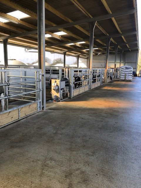richardscalf1's tweet image. 80 on milk and not a hint of the typical ‘calf shed’ smell! #hygiene #cleanbedding #igloo #goldstandards