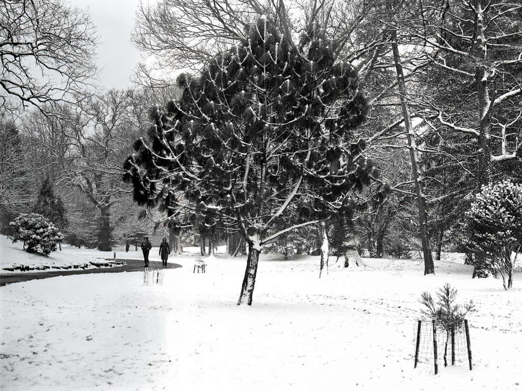 ObsrvntPheasant's tweet photo. When I finished with redscale film, I was expecting to return to a normal colour palette... not one dominated by white! 😂
#CardiffSnow #BelieveInFilm #shootfilmbenice https://t.co/UUCtVgkmut