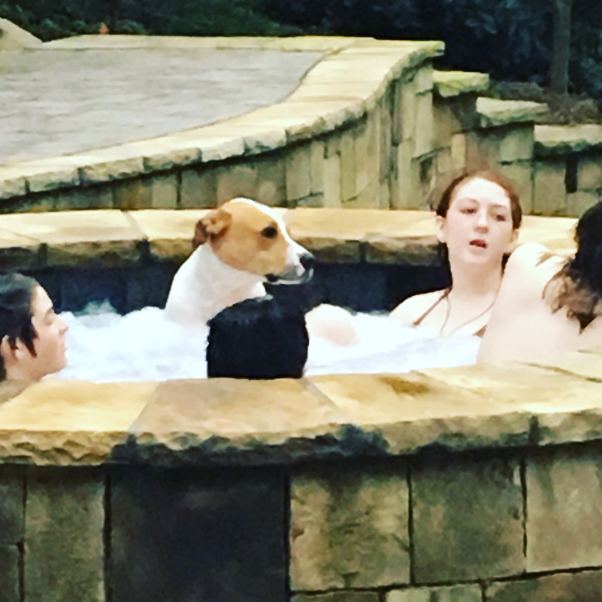 dalemac1's tweet image. There’s always that guy that doesn’t quite fit in @TheEllenShow @klgandhoda #dogsoftwitter