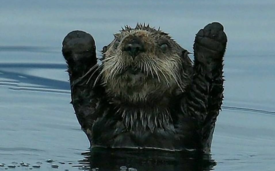 teachergoals's tweet image. Who is excited for #Spingbreak?