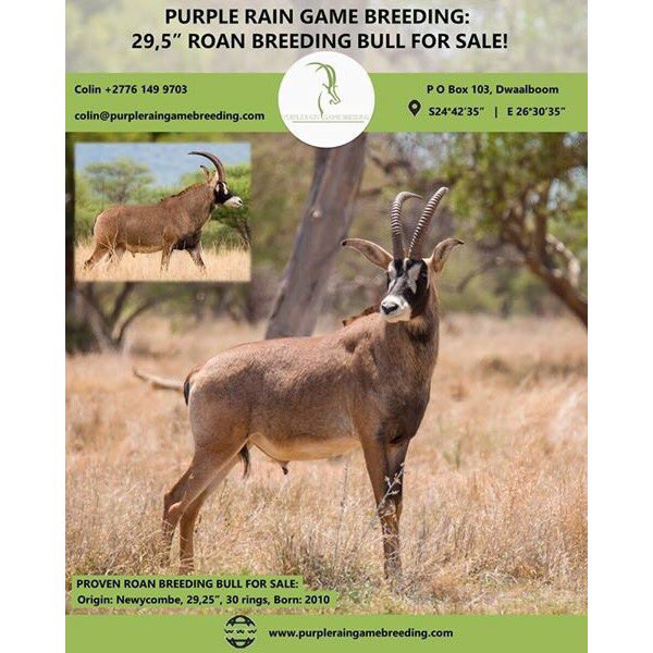 PRGameBreeding's tweet image. Purple Rain Game Breeders Roan breeding bull for sale! 

For more information contact Colin @ +2776 149 9703 or email colin@purpleraingamebreeding.com or visit our website at purpleraingamebreeding.com
 
#Roan
#PurpleRainGameBreeding 
#GameBreedingSouthAfrica
#RoanBullForSale