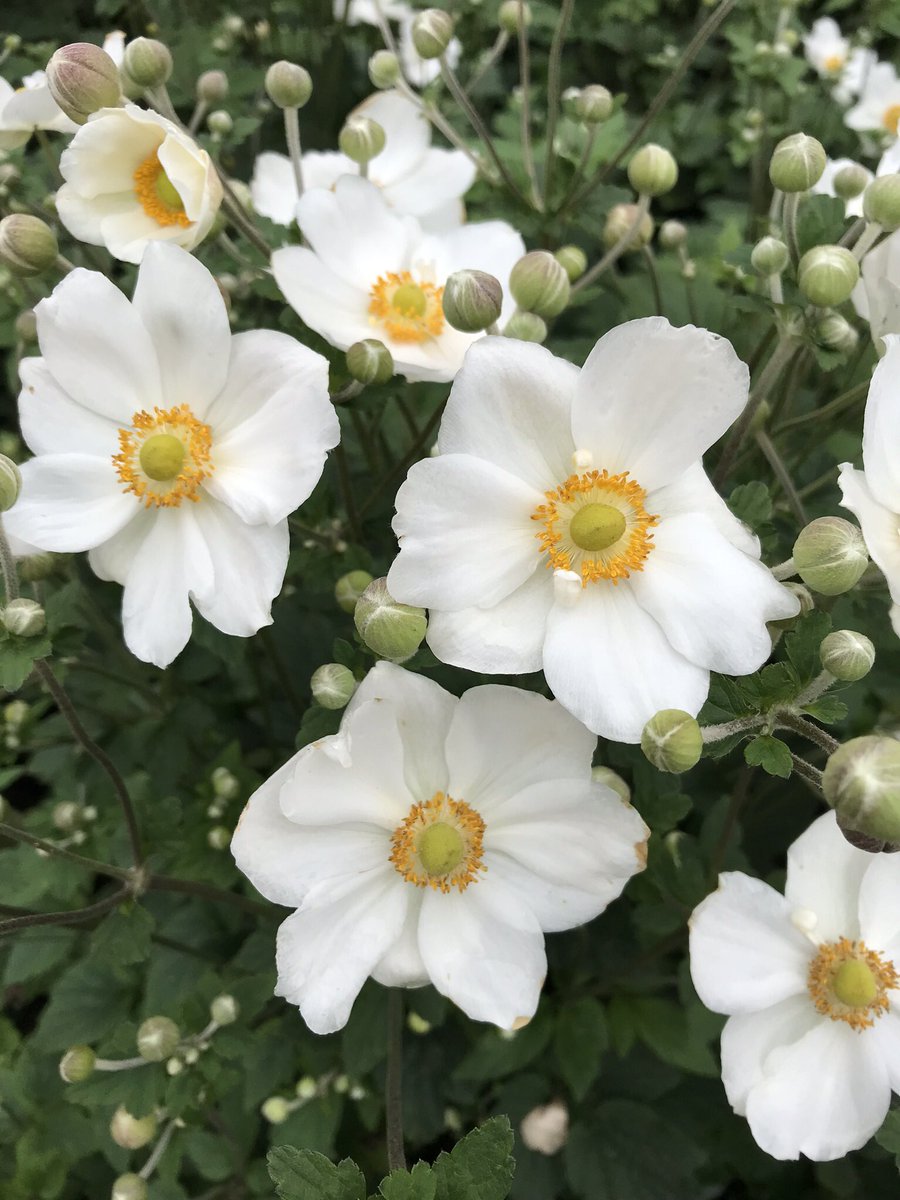 Rohini Rustogi On Twitter National Flower Of Germany