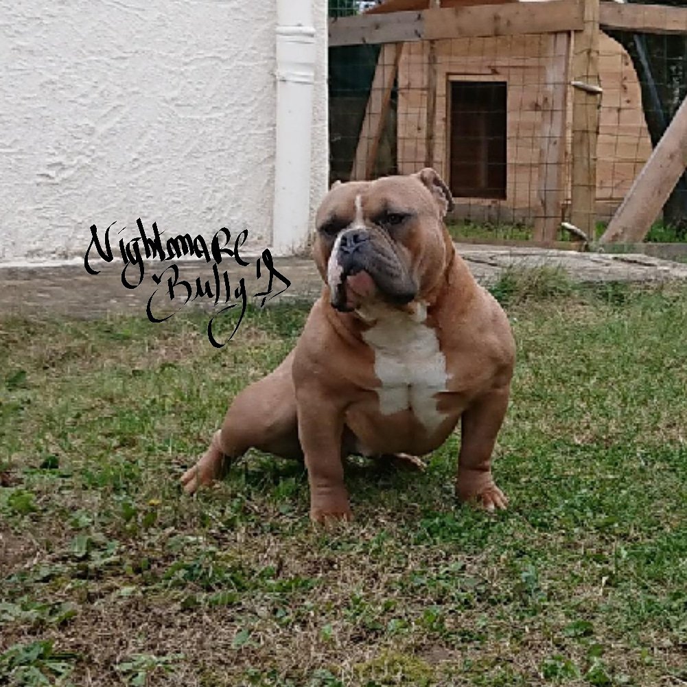NightmareBully's tweet photo. Nightmare bully's Stone
Ready to the top
@nightmarebullys #americanbully #bully #pitbull #dog #bullyworld #frenchbreeder #theabkc #abkc #male #rap #rapper #model #dogmodel #bullypocket #pocket #muscle #casting #dogcasting #dogs #stallion #france @theabkc @muscletonebullys https://t.co/VYgWLOUdQh