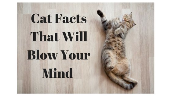 ProPetHero's tweet photo. Cat facts that will blow your mind #cats #catfacts #catfirstaid #catCPR #ilovecats #crazycatlady #ProPetHero https://t.co/rG2qJJQEDw https://t.co/kkEl6wMSp1