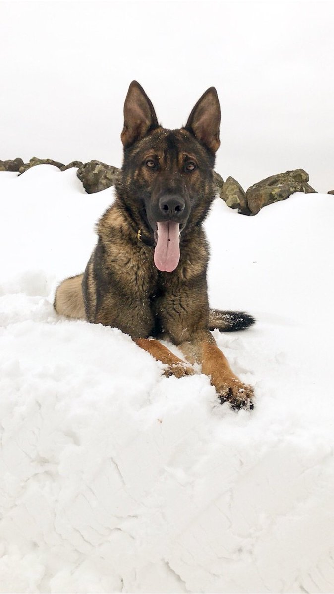PSOSDogs's tweet image. @RoyalSpectator @MorvenMcPherson Here is #PDChase now😍  #handsome #snowdog #tartandog