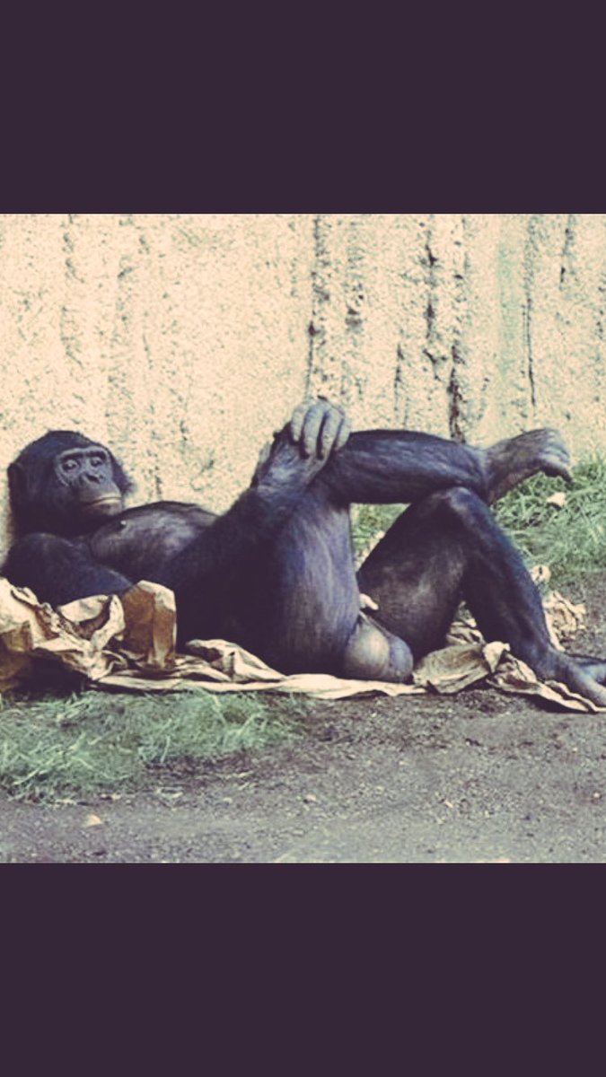 rickygervais's tweet image. Sitting back reading all your amazing tweets about #Humanity on Netflix.