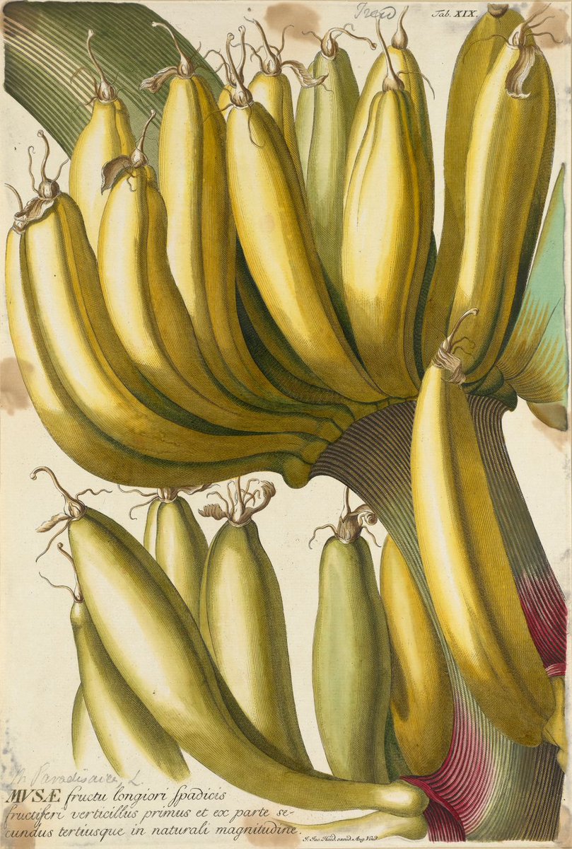 Amberoot's tweet photo. Banana - Excellent Durable Food Waste Textile Fabric https://t.co/zEhEcl6Hcm via @amberoot Learn more... 🧐 #BiodegradableTextileFabrics #banana #foodwaste #zerowaste #circulareconomy #fruits #ecofashion #textiles #fabric #fashiondesigner https://t.co/uRi9yRRpq7