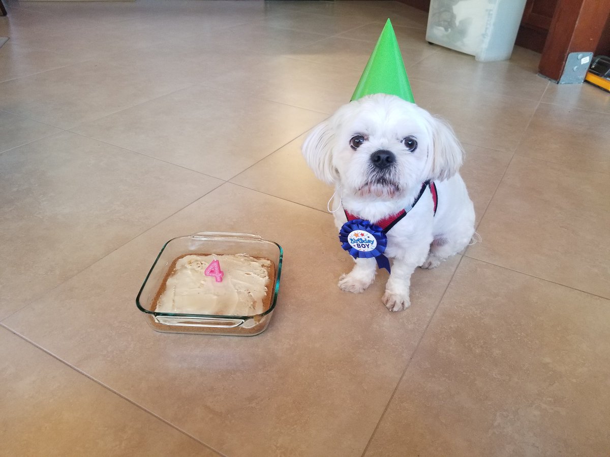 Simbarrito's tweet photo. Guess who's Birthday it is?!?!?!?? Doggie cake AND ice cream??? #dogs #dogsoftwitter #dogslife #loved #spoiled https://t.co/wZ7A4pJGmR