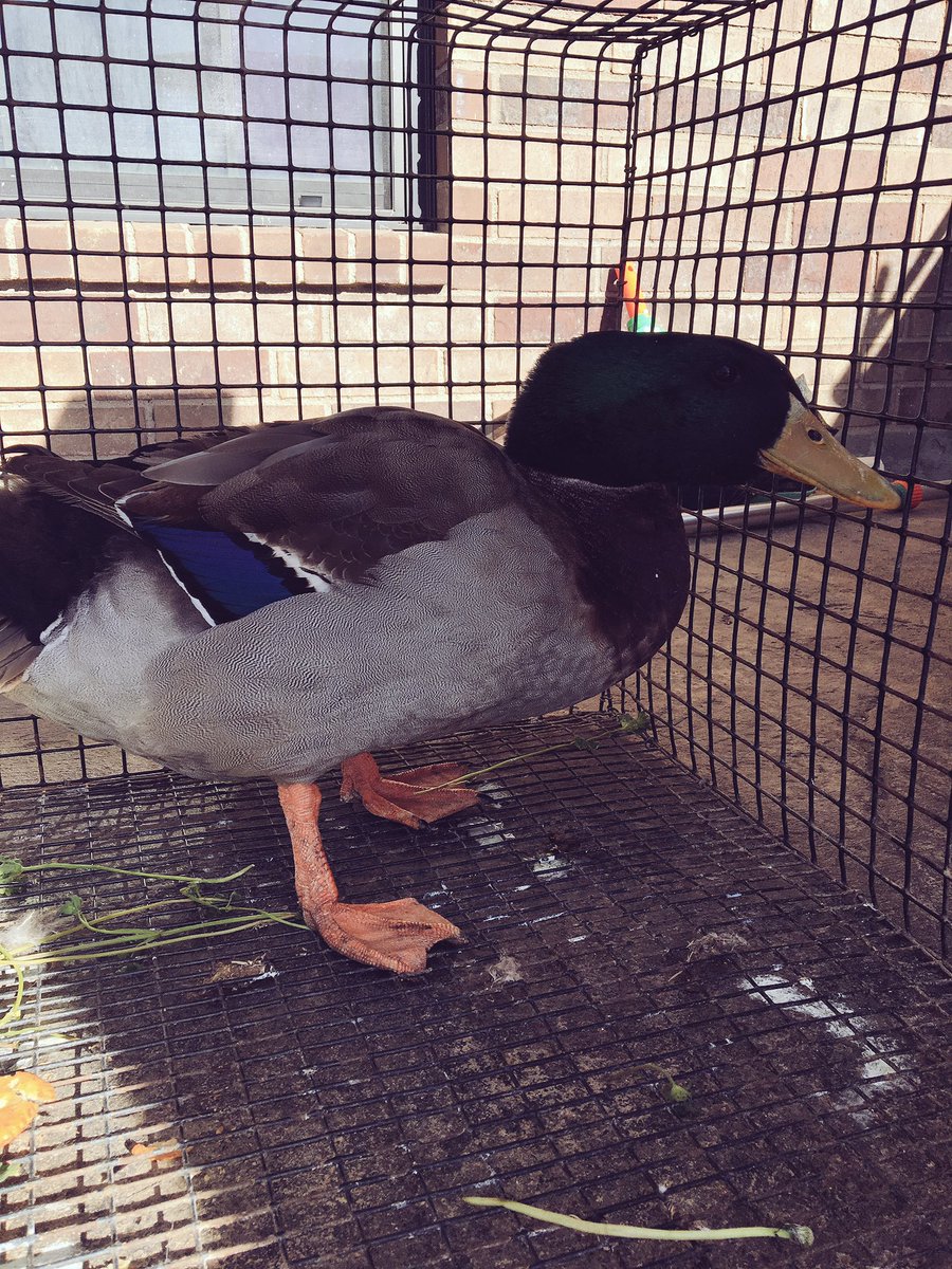 AbiAbi_Official's tweet photo. To everyone who thinks I hate animals: I bought a duck today. So, suck it. #FredJR #SoHandsome https://t.co/6y8n4F2eV1