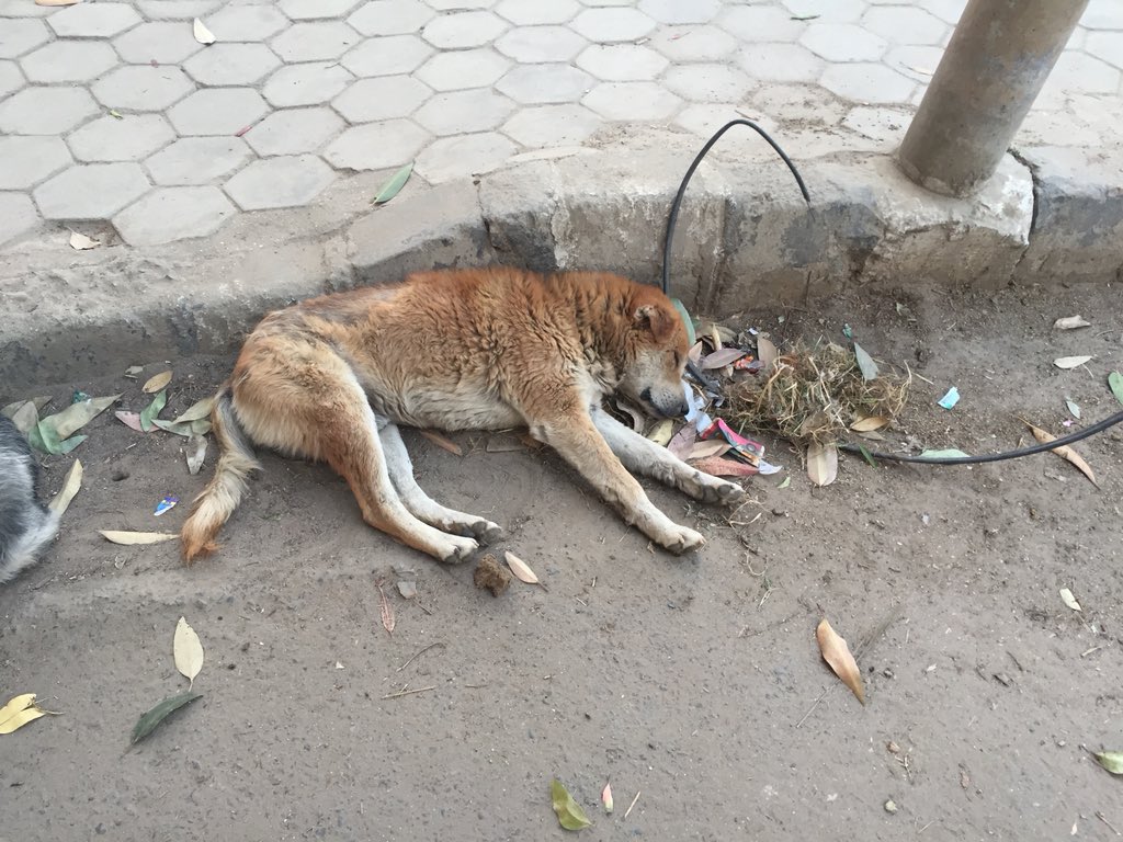 Helping_Paws_'s tweet photo. When we first saw Mr. Ginger he was starting to develop #mange and had a big patch of #fur missing. He was scratching and low in mood. We gave him #medicine (costing £10 GBP)and in just a week, his fur is slowly starting to come back. He’s much #happier and looks #healthier. #dog https://t.co/SxolFt79R6