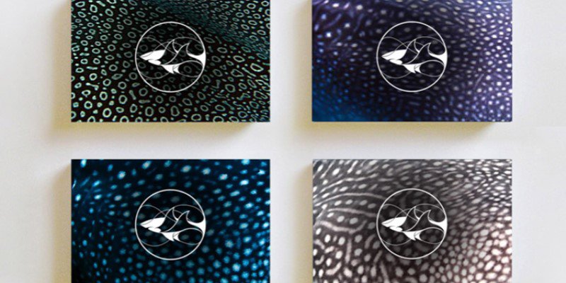 B2B Marketing (@b2bmarketingttt) on Twitter photo It’s a shark! It’s a stingray! It’s both! <a href="/dicapriofdn/">Allie Techy</a> has launched two new animal protection initiatives and each has a curious #visualidentity that’ll make you look twice: bit.ly/2tNdSFR It’s a shark! It’s a stingray! It’s both! <a href="/dicapriofdn/">Allie Techy</a> has launched two new animal protection initiatives and each has a curious #visualidentity that’ll make you look twice: bit.ly/2tNdSFR