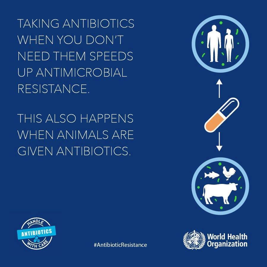 WHOSEARO's tweet photo. Taking #Antibiotics when you don't need them speeds up #AntomicrobialResistance.

This also happens when animals are given #antibiotics. https://t.co/qFzEtCn5s3