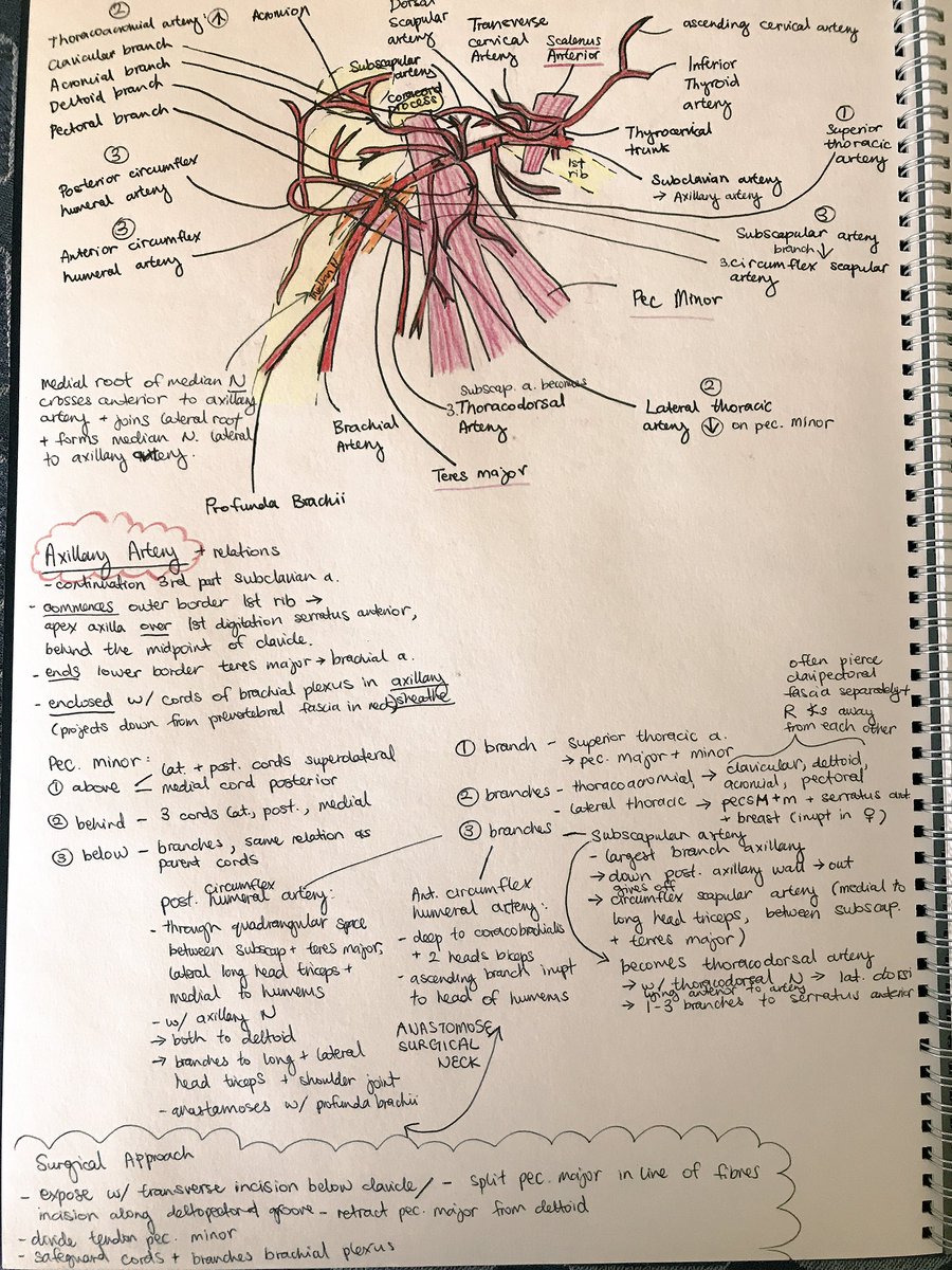 JasamineCB's tweet image. #study morning!
The axillary artery and its relations according to #Lasts 😄
Rule of 3s: 1 branch above, 1 branch behind, 1 branch below the landmark of pec minor. 1st branch gives off 1 branch, 2nd branch 2, 3rd branch 3. 

#MedEd #anatomy #surglife #surgery