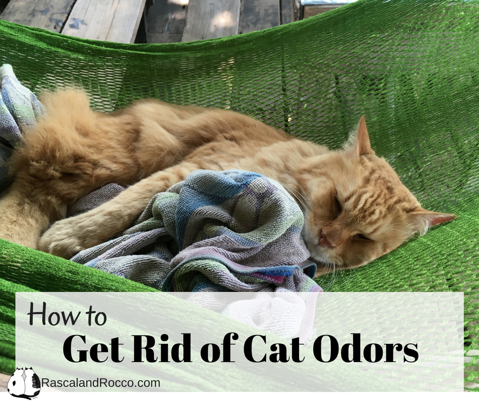 RascalandRocco's tweet photo. Smelly cat, smelly cat.. How to get rid of cat odor - https://t.co/7GvFsHLWZE #smellycat #catodor https://t.co/DScB0JbYFO