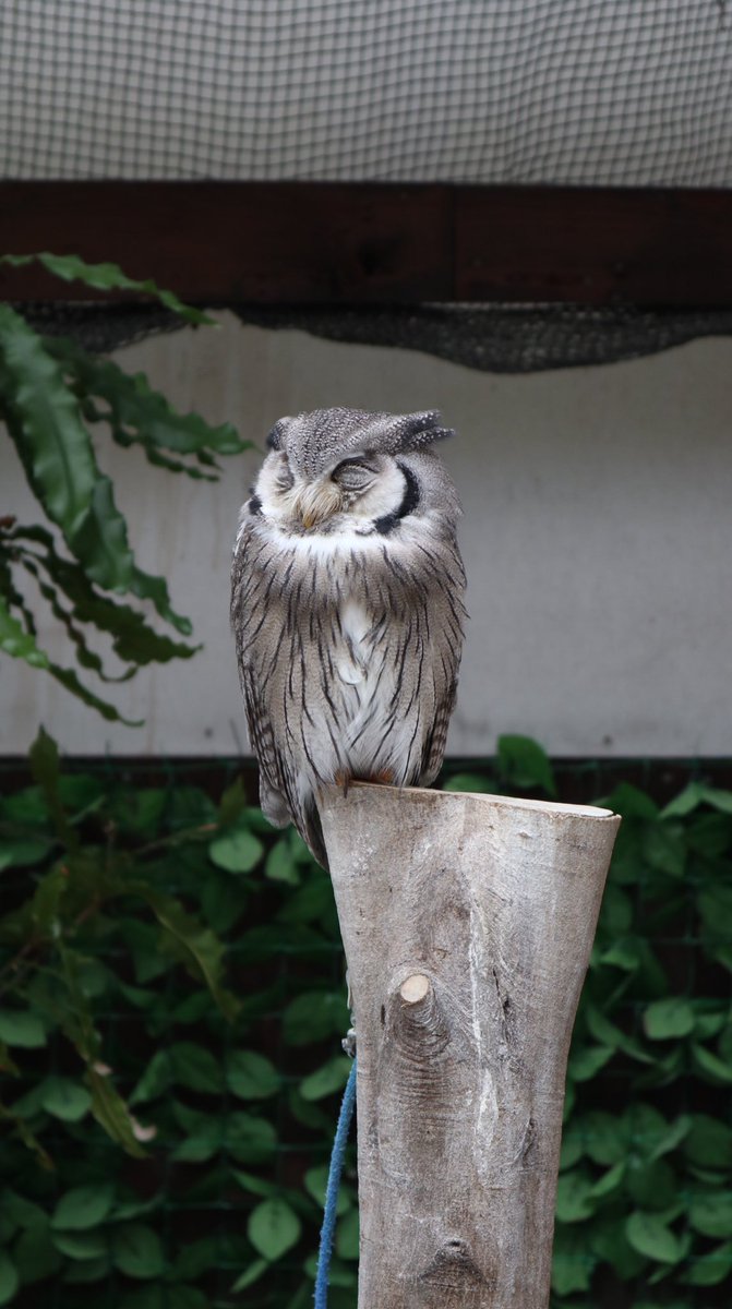 コノハちゃん博士 Twitter Search